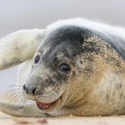 Grey seal pups look relaxed but are always alert to danger. Photo: John Boyle