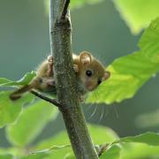The dormouse is already extinct in 20 counties in the UK. Image: