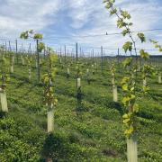 Young vines at The Atlantic