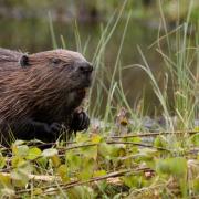 Beavers could become a common sight by 2025.