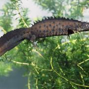 Male great crested newt.