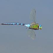 The incredible complexity of dragonfly flight is something I find captivating.