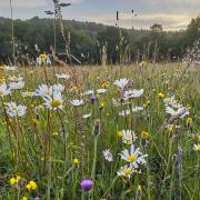 A healthy wildflower meadow