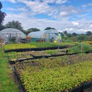 What is now a professional nursery at Bickley Hall Farm, the Cheshire Wildlife Trust HQ, started with a few hundred wildflowers being grown outside the back door of the farmhouse, tended by one member of staff during their tea break.