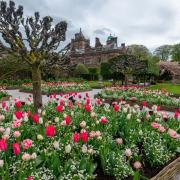 Tulips at Holker Hall