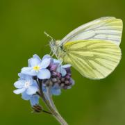 Green-veined White