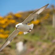 Fulmar in flight