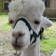 Monty, a fabulous alpaca.