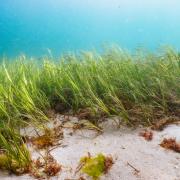 An underwater meadow, seagrass grows in the blue waters off the Devon coast.