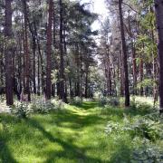 Knettishall's woodland is a delightful place to walk.