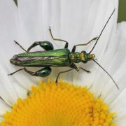A thick legged flower beetle