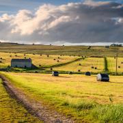 Early summer harvesting in Baldersdale.