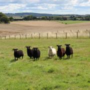 Handley Common residents.