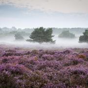 Purple patch... heathland at Dunwich Heath.