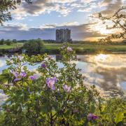 Dog Rose and the setting sun at Threave Castle, River Dee, Castle Douglas