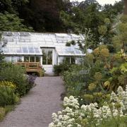 View of the herb garden at Acorn Bank, looking towards the medicinal conservatory past valerian (foreground) angelica (tall) and tree onions