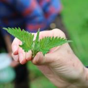 Stinging nettle