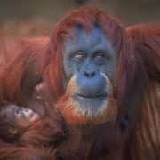 Sumatran orangutan Emma with her baby, born at Chester Zoo