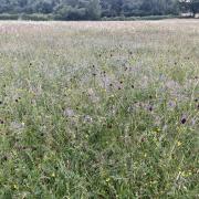 Tufted vetch and great burnet