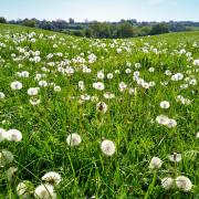 Field of dandelions near Mugginton