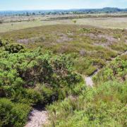 Looking back down the Bull Barrow path. (Photo: Edward Griffiths)