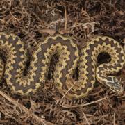Adders can be identified from the diamond patten along their backs.