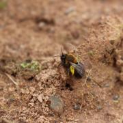 Tawny mining bee.