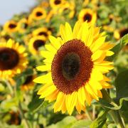 Sunflowers at George and Clemmie's Farm.