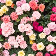 Keep your roses bug-free for an impressive summer show.