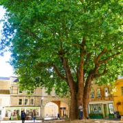 The Abbey Quarter is a hub of music and activity as well as being home to this 100 year old London plane tree.