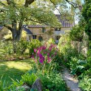 Meander down the blue lias stone path towards the garden door of East Lambrook Manor with deep magenta Gladiolus byzantinus lining the path, a signature plant in the garden in early summer.