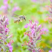 A Shrill carder bee