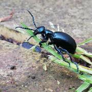 The rare black oil beetle is found on our Mendip Hills.