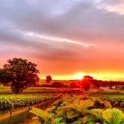 Pick your own strawberries have been grown on the farm since 1973 at Thurloxton Farm