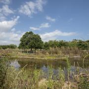 What lies beneath...the wildlife pond at RSPB Pagham Harbour Nature Reserve