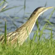 Bitterns were perilously close to extinction in the UK in 1995, one of the reasons the RSPB originally wanted to create a habitat at Lakenheath Fen.