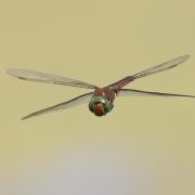 Norfolk hawker dragonfly.