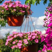 Give your garden a pop of colour with a hanging basket