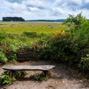 Wooden bench at RSPB Arne looking out towards Poole Harbour