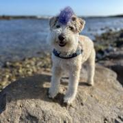 The rescue dog's blue mohawk is p-awsome!