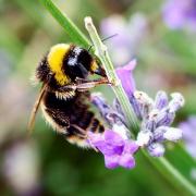 Sussex is home to 230 specieis of bees - these are in Preston Park, Brighton. Getty