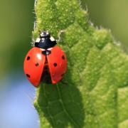 Seven Spot Ladybird