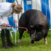 Westmorland Show is full of events