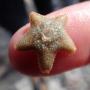 Spot the tiny cushion starfish.