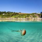 A compass jellyfish in Talland Bay, Looe.