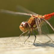 Common Darter