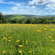 A summer meadow