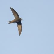 A swift in flight