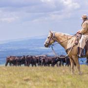 Dartmoor cattle drive.