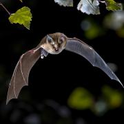 The greater horseshoe bat's call, when heard on a bat detector, sounds like birdsong.